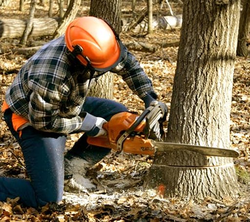 Tree Removal in Thayer, IL